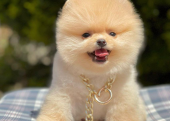 Safkan Pomeranian Mini Boo Yavrularımız